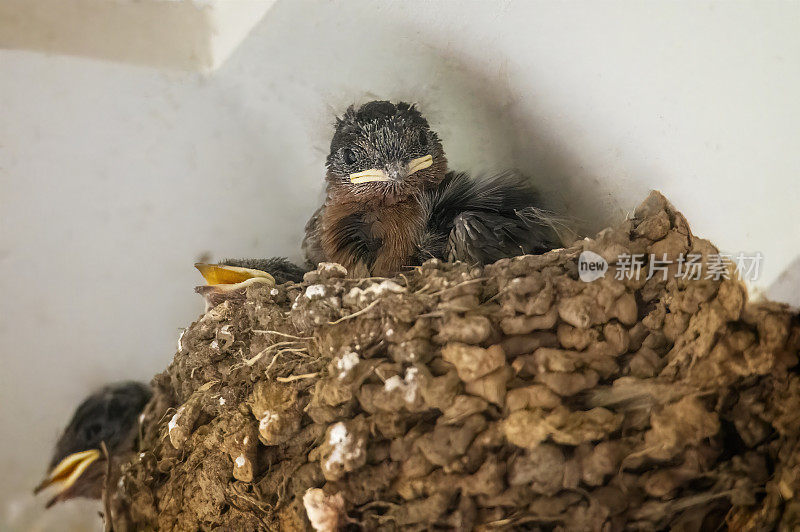 迎新燕子(Hirundo neoxena)